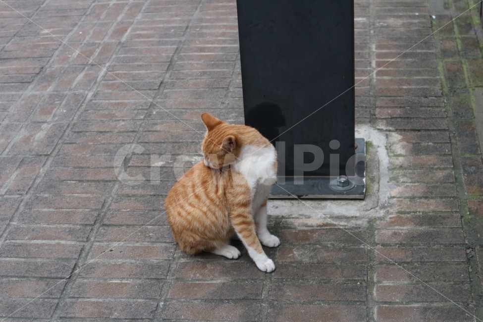 고양이,동물,그루밍,Animals,Cats,길냥이,동물,animal,포유류,mammal,고양이,cat,kitten,kitty