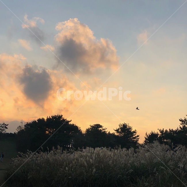 제주,서귀포,갈대,산굼부리,풍경