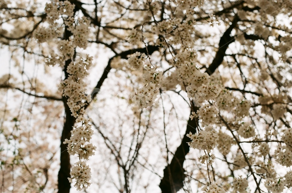 벚꽃,벚나무,cherryblossom,봄,4월,꽃,식물,자연,꽃잎,나무,sakura,spring,flower,계절,봄,계절,spring,season,식물,자연,plants,nature,꽃,flower,plant,blossom,cherry blossom