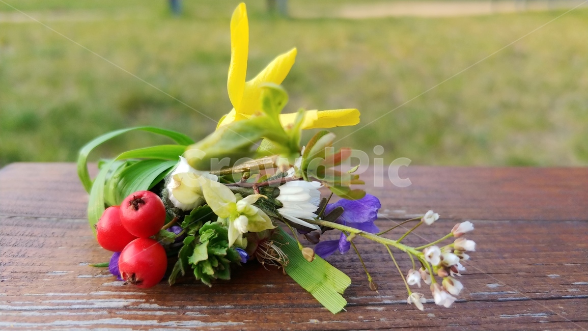 들꽃,공원,봄,꽃,자연,식물,plant,flower