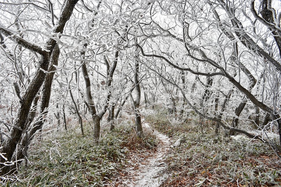 소백산,눈꽃풍경,상고대,겨울풍경,국립공원,겨울동화,힐링,감성,아름다움,뷰티풀,설국,눈풍경,100대명산,겨울명산,설경,서리꽃,snow,landscape,눈,화이트,자연,신비로운,경이로운,천상,비경,치유,산,명산,자연풍경,늦가을,조릿대,겨울,계절,winter,season,자연,풍경,nature,landscape,한국자연풍경,한국자연경관,korea nature landscape,식물,plants,나무,trees,wood,ground,바닥,outdoors,옥외,tree,plant,ice,얼음