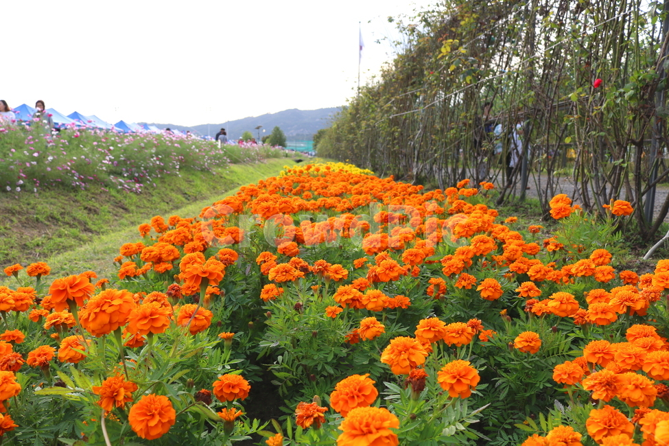 메리골드,꽃,메리골드꽃,식물,자연,풍경,금잔화,만수국,국화과,구리시,한강시민공원,꽃축제,축제,식물,자연,plants,nature,꽃,flower,사람들,대중,군중,other people,crowd