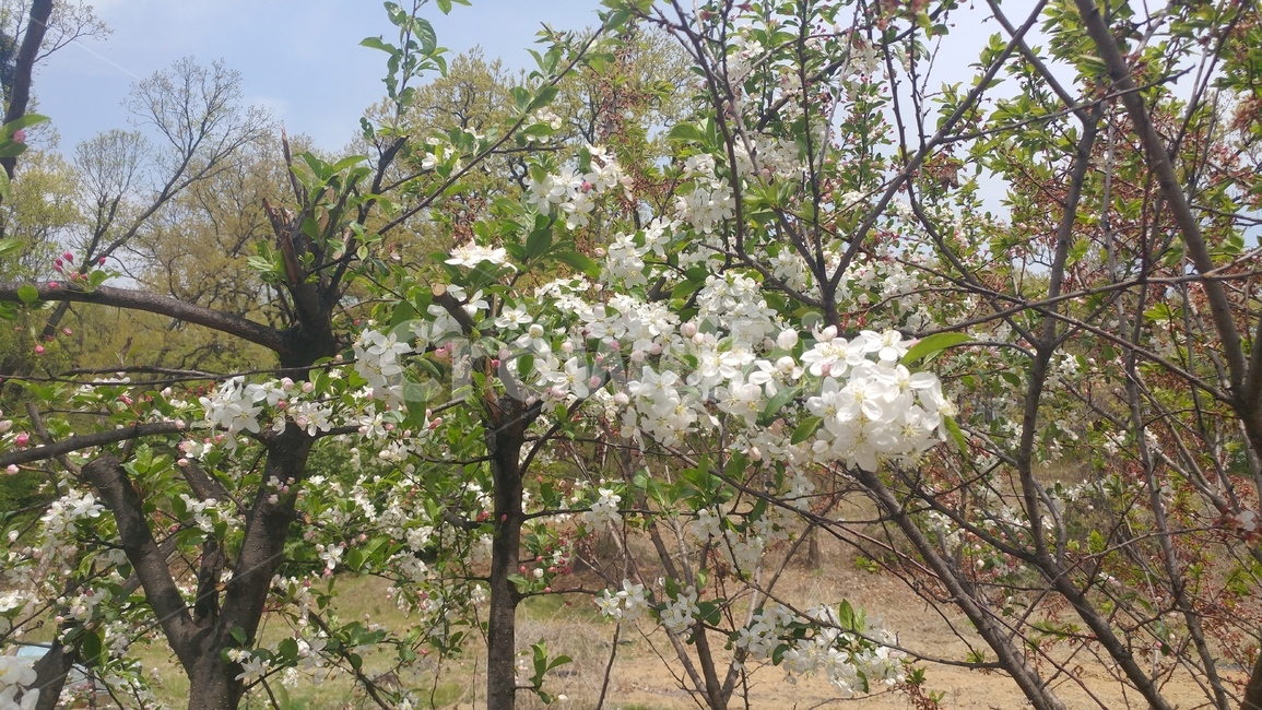 꽃,살구꽃,만개,봄,흰꽃,4월,4월의꽃,꽃나무,식물,자연,plants,nature,꽃,flower