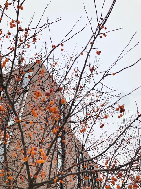 겨울나무,나무,주황색열매,주황열매나무,자연,가을,계절,fall,autumn,season,plant,식물,leaf,잎,tree