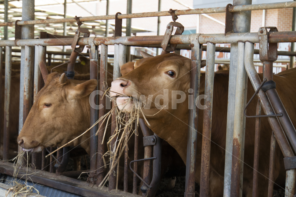 소,암소,토종소,한우,소농장,농장,동물,animal,포유류,mammal,산업,industry,industrial,목축업,목장,livestock farming,ranching,pasture