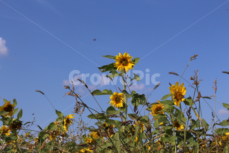 해바라기,하늘,꽃,자연,잎,여름,가을,평화로운,환경,구름,식물,자연,plants,nature,꽃,flower