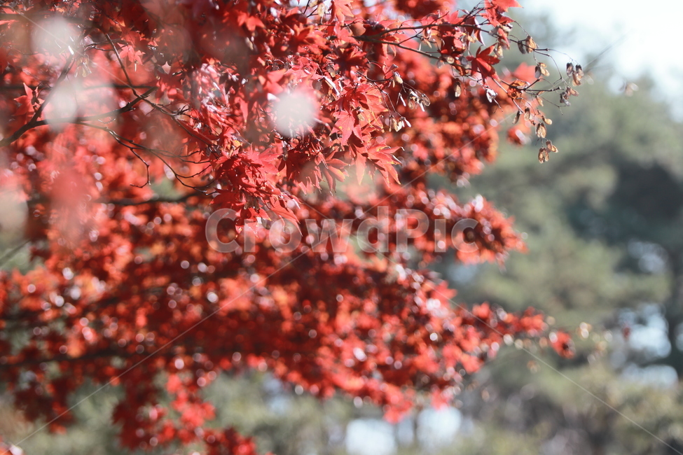 단풍,가을,빨간색,나무,단풍나무,가을,계절,fall,autumn,season,plant,식물,leaf,잎,tree,maple