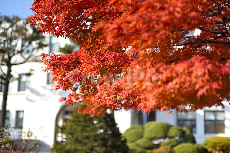단풍,단풍잎,식물,단풍나무,가을,붉은,가을,계절,fall,autumn,season