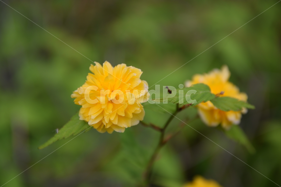 죽단화,황매화,꽃,꽃사진,봄꽃,사진,식물,생화,야생화,식물,자연,plants,nature,꽃,flower