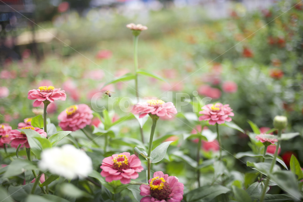 식물,꽃,제라늄,flower,백일홍,꽃밭,식물,자연,plants,nature,꽃,flower