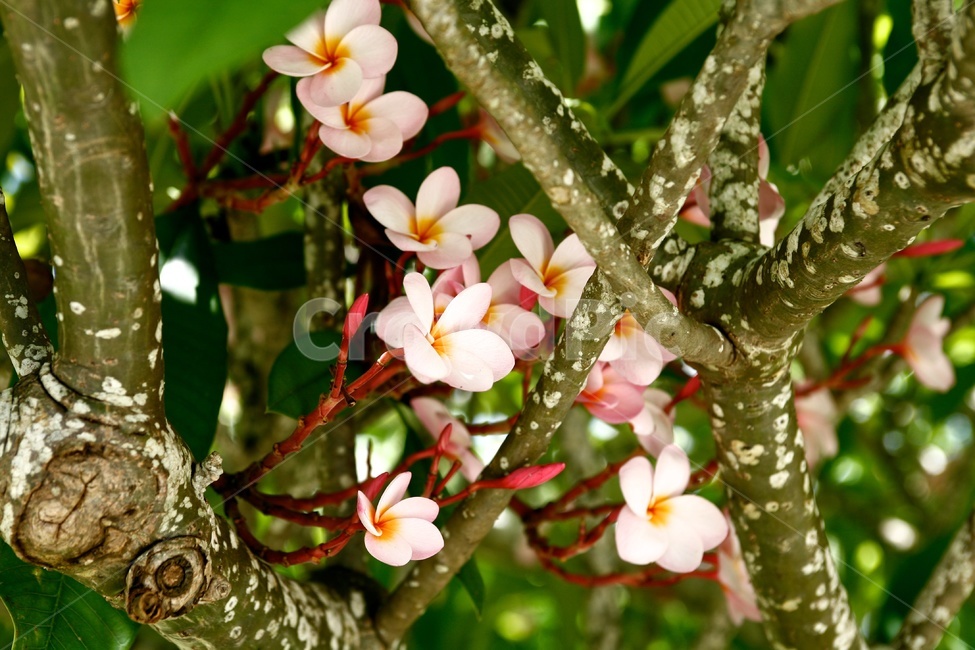 플루메리아,plumeria,식물,플루메리아루브라,괌꽃,식물,자연,plants,nature,꽃,flower,나무,trees,wood