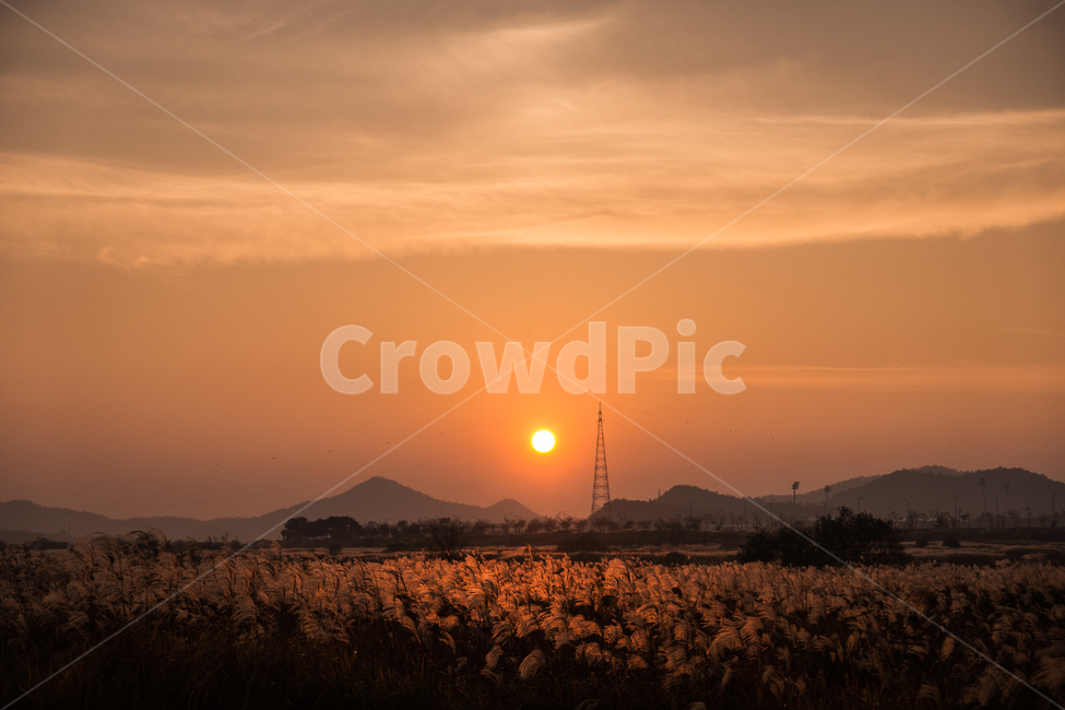 노을,풍경,일몰,갈대,노을빛,자연,nature,가을,계절,fall,autumn,season,자연,풍경,nature,landscape,한국자연풍경,한국자연경관,korea nature landscape,outdoors,옥외,red sky,붉은 하늘,dawn,새벽,dusk,황혼,sunset,sky,하늘