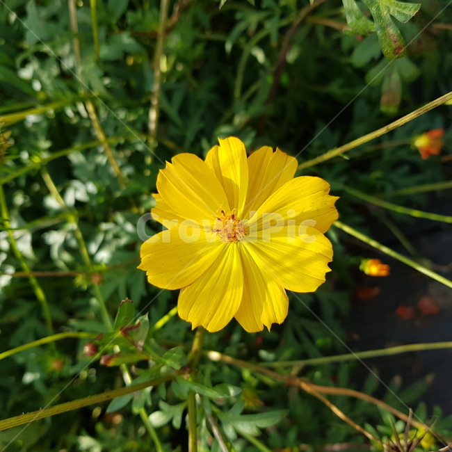 plant,식물,꽃,황화코스모스,코스모스,가을,가을꽃,flower,황화,cosmos,식물,자연,plants,nature,꽃,flower