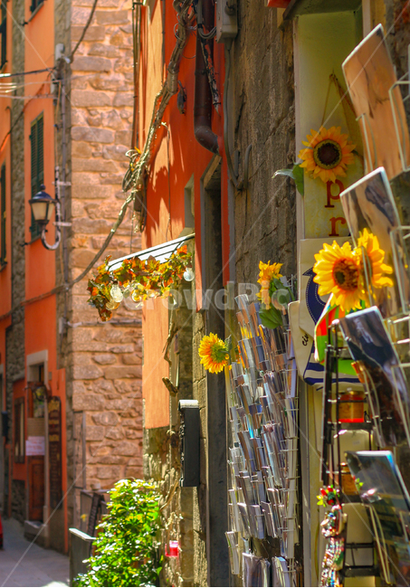 이탈리아,친퀘테레,유럽,해바라기,카페,꽃,sunflower,europe,italy,cinqueterre