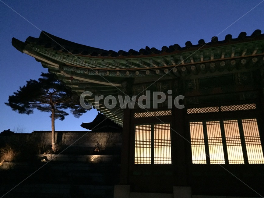 창경궁,기와,소나무,야간,조명,changgyeonggungpalace,rooftile,pinetree,night,lighting,야경,밤,풍경,nightscape,night,landscape,한국전통,한국문화,korean traditional,korean culture