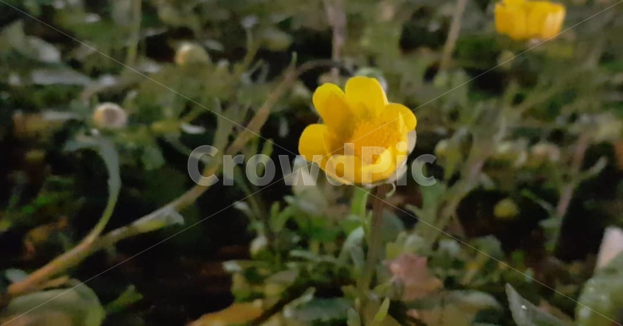 plant,식물,pollen,화분,anemone,아네모네,flower,꽃,blossom,봄
