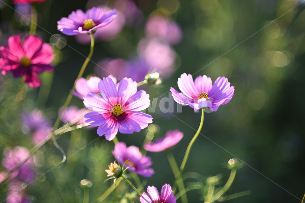 코스모스,식물,풍경,꽃,야생화,가을꽃,flower,가을,가을,계절,fall,autumn,season,식물,자연,plants,nature,꽃,flower,plant
