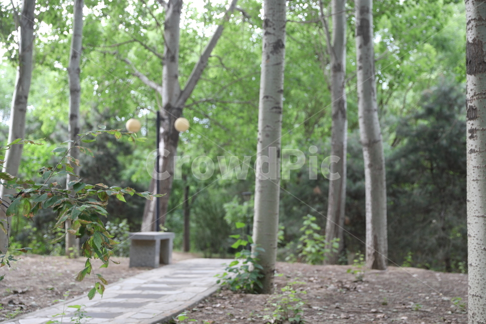 나무,벤치,길,숲,풍경,자연,풍경,nature,landscape
