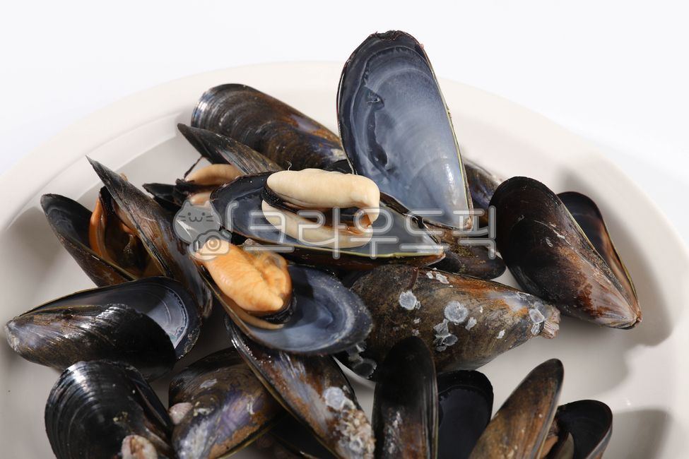 홍합,수산물,바다생물,먹거리,조개,음식,식재료,요리,food,cook,meal,dishes,food reserves,수산물,해산물,fishery products,seafood