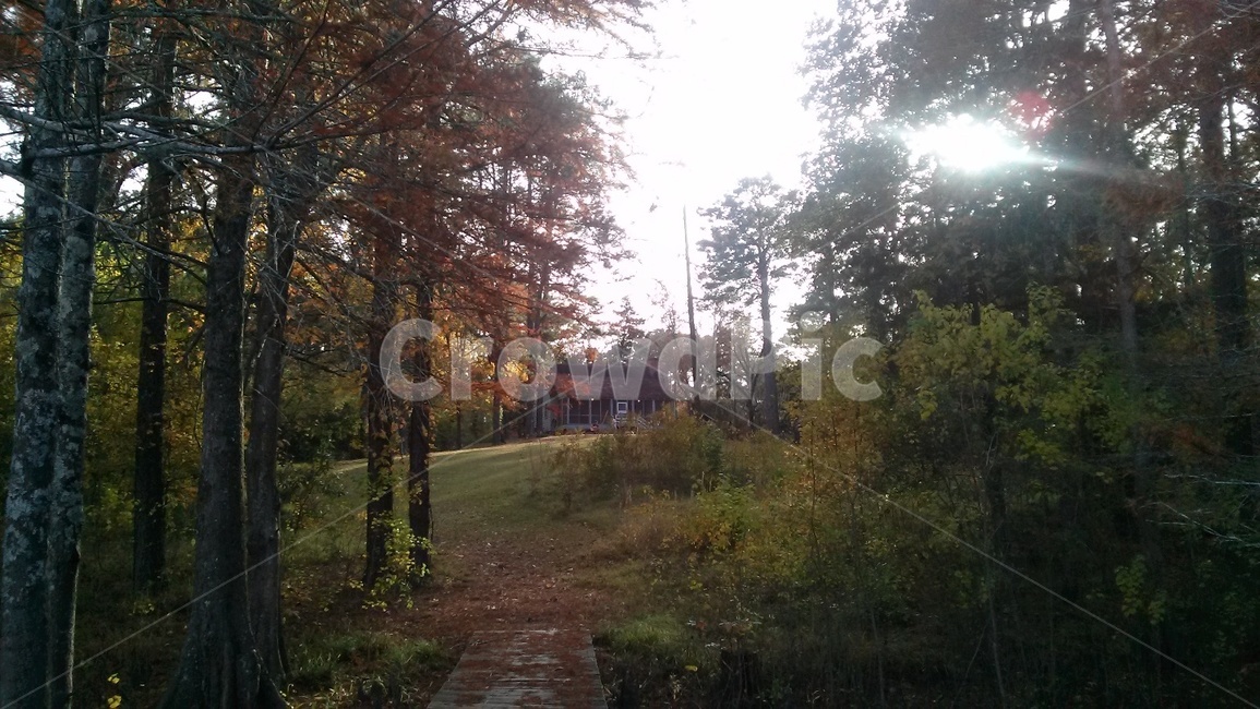 동화속,숲속의집,자연,숲속,자연공원,수풀,햇살,자연,풍경,nature,landscape,tree,나무,plant,식물