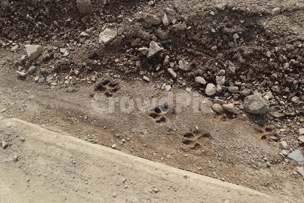 강아지발자국흔적,강아지발자국,강아지발,강아지,발자국,자연,풍경,nature,landscape,gravel,자갈,road,도로,dirt road,흙길,ground,바닥,rubble,파편