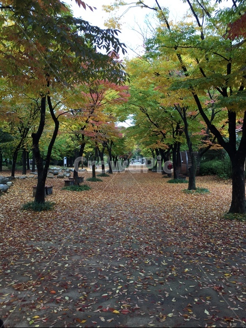 단풍,산책,단풍길,가을,공원,알록달록,낙엽,낙엽길,나무,단풍나무,은행나무,가을,계절,fall,autumn,season,자연,풍경,nature,landscape,tree,plant,식물,tree trunk,나무 줄기