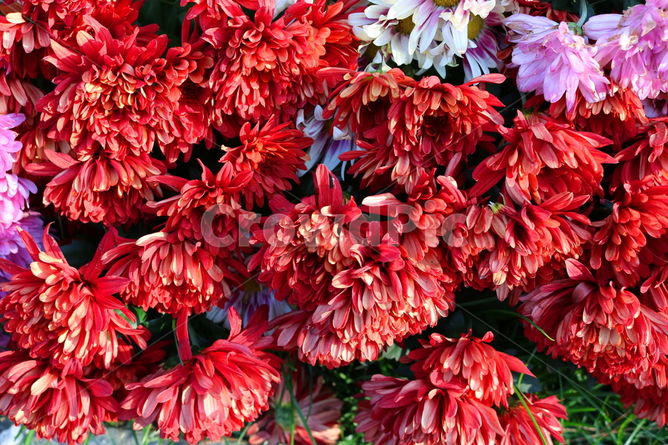 국화,꽃,국화꽃,식물,자연,가을,빨간색꽃,붉은색국화,식물,자연,plants,nature,꽃,flower