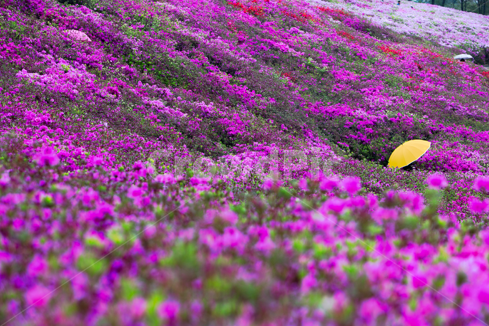 꽃,식물,철쭉,철쭉동산,철쭉꽃동산,군포,군포시,군포철쭉동산,공원,꽃길,산책로,봄,봄철,4월,풍경,배경,철쭉꽃,철쭉축제,우산,노란우산,철쭉꽃밭,꽃밭,분홍꽃,분홍색,royalazalea,park,flower,background,landscape,plant,spring,봄,계절,spring,season,식물,자연,plants,nature,꽃,flower