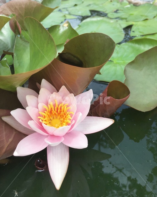 꽃,자연,식물,연,수련,분홍꽃,식물,자연,plants,nature,꽃,flower