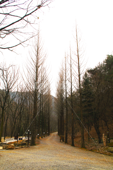 메타세콰이어,수목원,나무,길,산책,명상,힐링,자연,풍경,nature,landscape