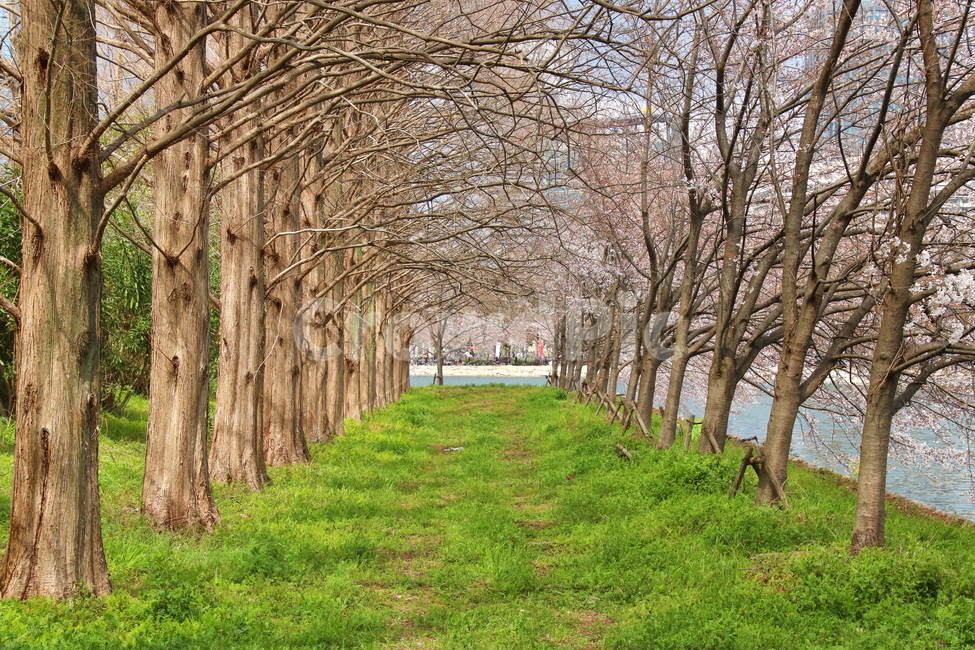 spring road,tree,tree road,forest road,park