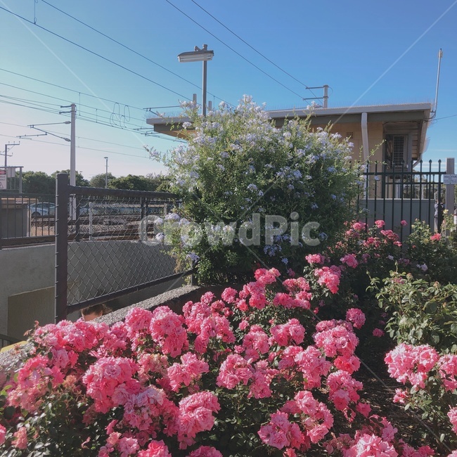 꽃,station,분홍색,역앞,pink,flower,핑크,플라워,감성적인,하늘,train,트레인,스테이션,자연,분홍꽃,역,건물,사물,풍경,beautiful,뷰티풀,memory,메모리,추억,빈티지,vintage