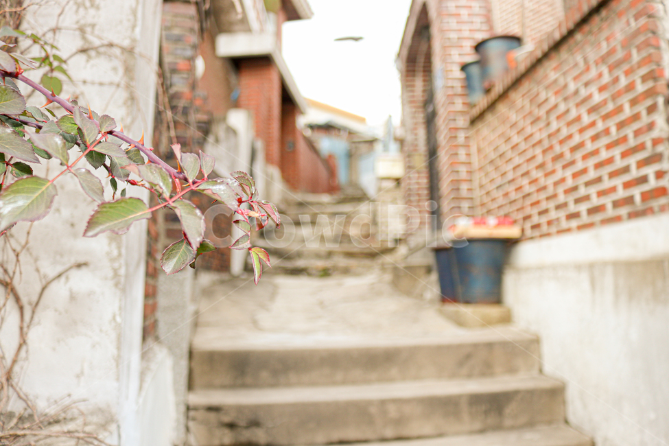 감성,골목,동네,풍경,photo,banister,보도,식물,leaf,잎,brick,벽돌