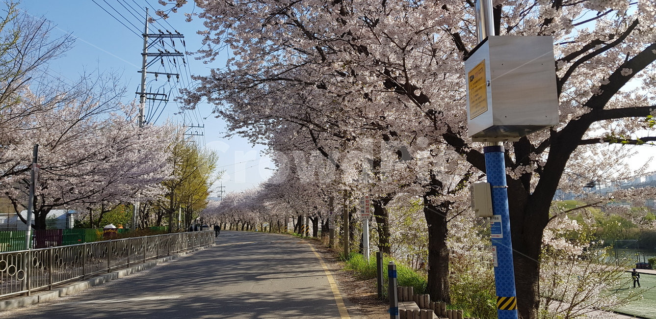 plant,식물,flower,blossom,꽃,타맥,tarmac,아스팔트,asphalt,벗꽃,벗꽃길