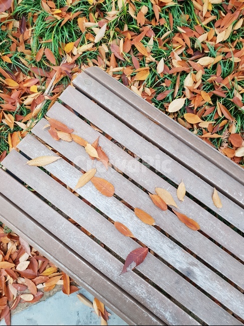 숲,산책,가을,낙엽,햇살,힐링,벤치,노랑,가을,계절,fall,autumn,season,plant,식물,leaf,잎,ground,바닥