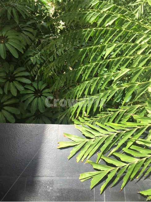식물,플랜테리어,초록,잎사귀,자연,힐링,그린,식물,자연,plants,nature
