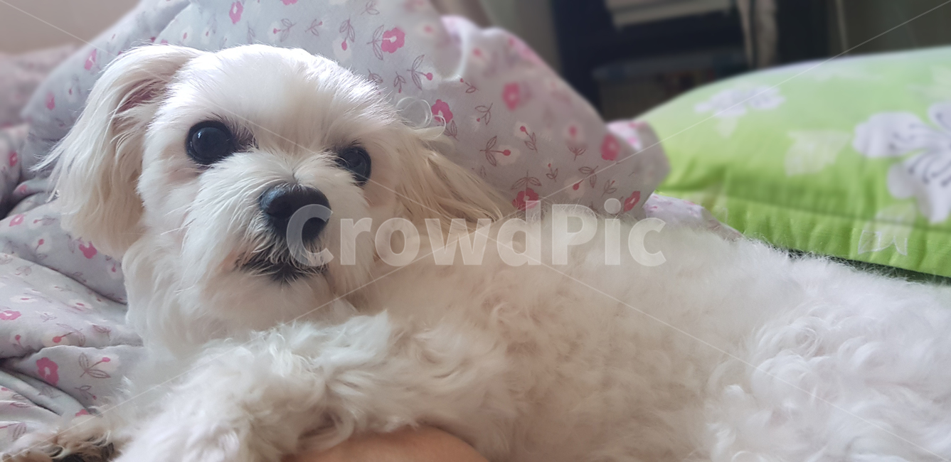 강아지,댕댕이,멍멍이,말티즈,몰티즈,소형견,하얀강아지,하얀개,개,귀여운강아지,흰개,dog,maltese