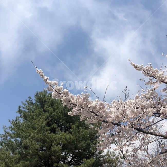 flower,blossom,cherryblossoms,spring,picnic,sky,nature,plant,벚꽃,봄,하늘,꽃
