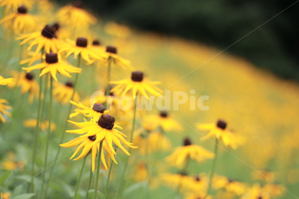 루드베키아,노랑,꽃,식물,꽃밭,식물,자연,plants,nature,꽃,flower,감성,sensible,feeling