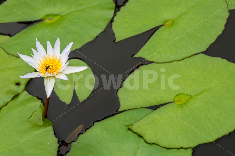 수련,연꽃,식물,자연,연잎,연못,물,잎,flower,하얀꽃,암술,수술,생태,뿌리,씨앗,수채화,줄기,식물,자연,plants,nature,꽃,flower