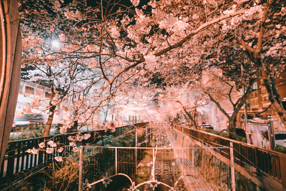 진해,꽃,벚꽃,봄,따듯한,진해군항제,군항제,경남,일상,자연,사진,여행,정취,느낌,분홍,따뜻한,추억,풋사랑,첫사랑,수줍음,진해역,로망스,사랑,꽃비,풍경,nature,landscape,계절,spring,season,만개,활짝,꽃놀이,감성,감성사진,우산,새벽,야경,조명,빛,환한,환하게비친,조명에비친,봄,계절,spring,season,야경,밤,풍경,nightscape,night,landscape,감성,sensible,feeling,plant,식물