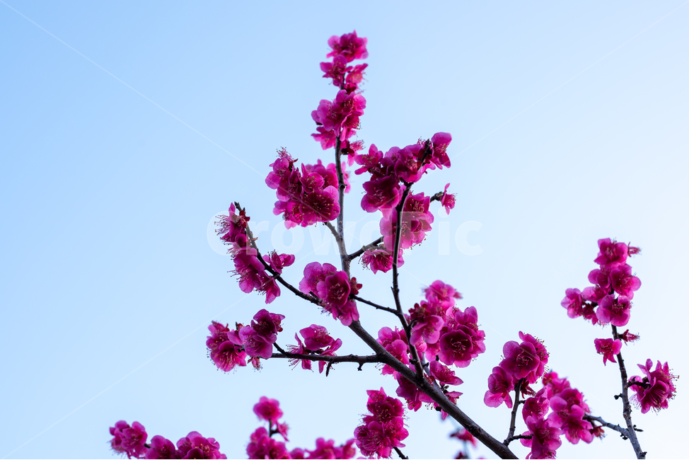 봄,매화,매화꽃,꽃,봄꽃,식물,풍경,자연,spring,flower,natural,landscape,홍매화,가지,나무,꽃송이,하늘,sky,tree,nature,개화,봄,계절,spring,season,식물,자연,plants,nature,꽃,flower,plant