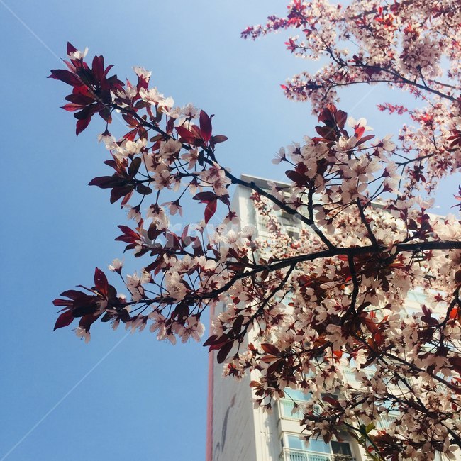 봄,꽃,쾌청,spring,flower,봄,계절,spring,season,식물,자연,plants,nature,꽃,flower,plant,blossom