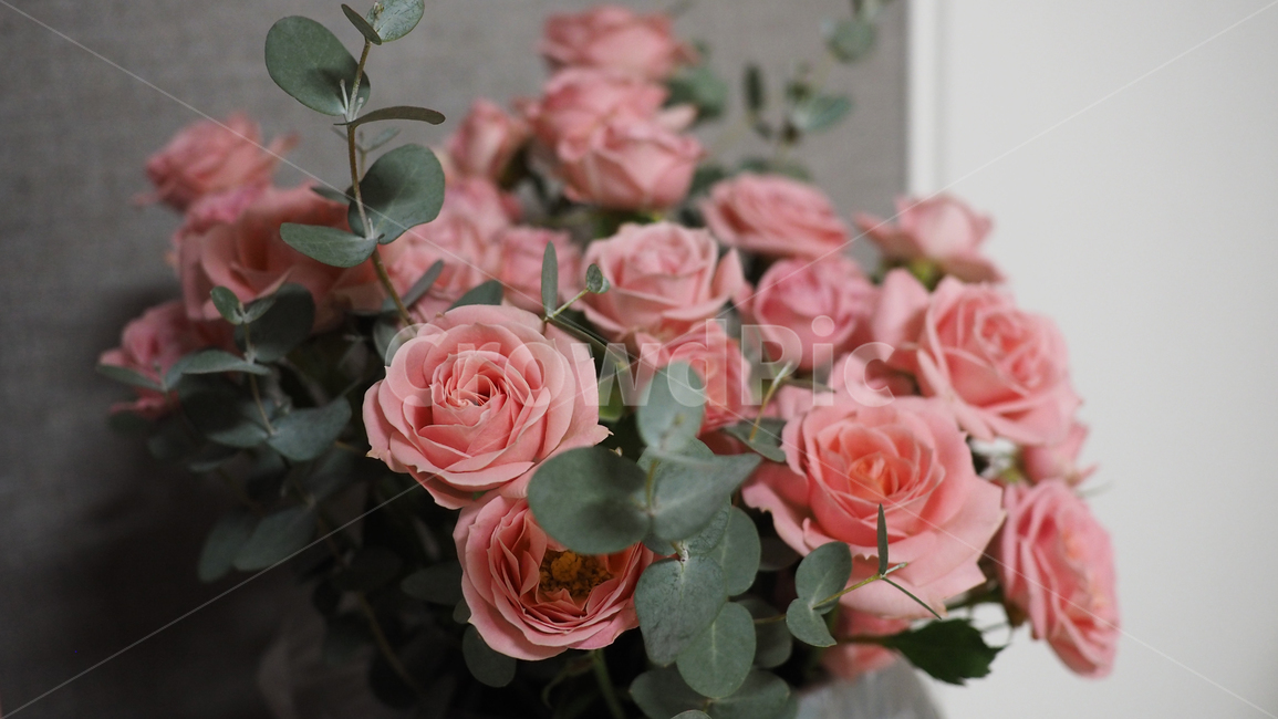 꽃,장미,분홍색,flower,rose,blossom,식물,자연,plants,nature,꽃,flower