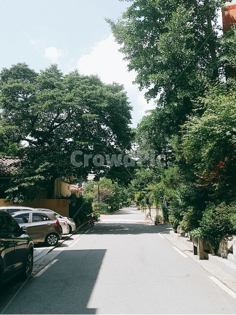 거리,나무,가로수,초록,화창함,도로,색감,tree,green