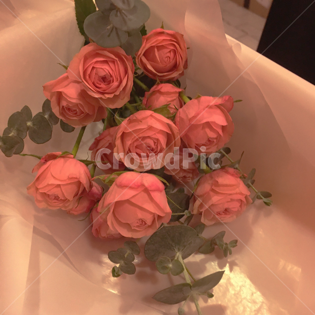 햇살장미,장미,꽃다발,유칼립투스,식물,꽃,꽃,flower,기념일,축하,anniversary,congratulation,celebrate,celebration