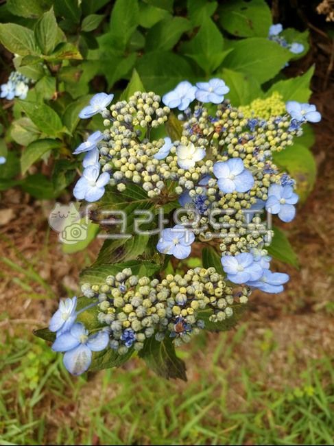 수국화,파란수국화,수국,파란수국,예쁜꽃