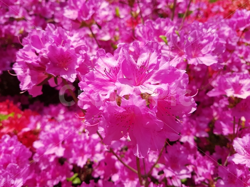 봄,꽃,자연,분홍,Spring,Flower,Nature,Pink,Sunny,식물,자연,plants,nature,봄,계절,spring,season,꽃,flower,plant,blossom
