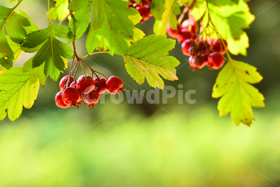 September,fruit,tree fruit,autumn feeling,Hawthorn,sour,red,tea,fruit wine,native species,autumn image,autumn mood,plant,ripe,medicinal plant,edible,main ingredient for making,sweet