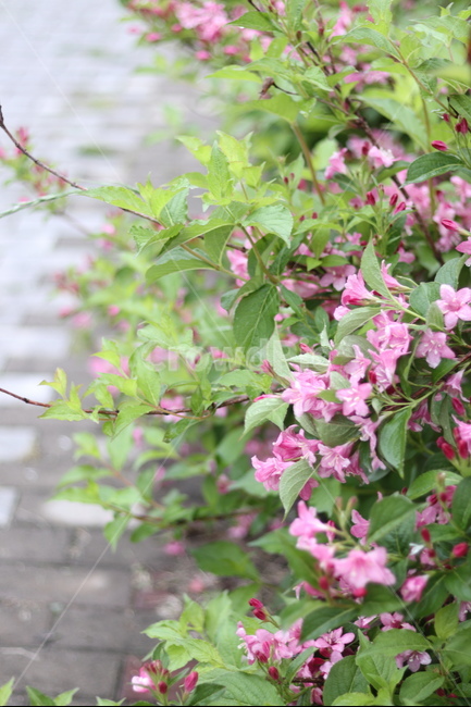 붉은병꽃나무,5월,맑음,자유,빛,봄,계절,spring,season,식물,자연,plants,nature,꽃,flower,plant